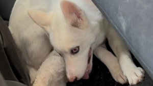 Husky puppy overheated