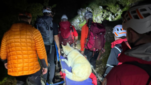 Husky rescue lake distrcit