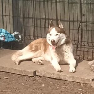 kaya 013 northernwolf