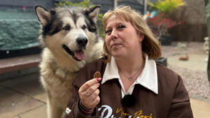 Mal giant malamute loincoln