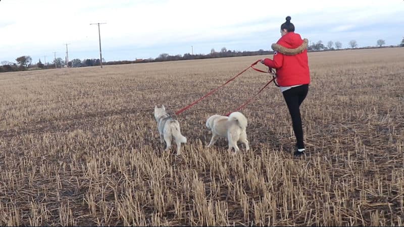 Mushing Matters – Northernwolf – Your Ultimate Guide to Sled Dogs and ...
