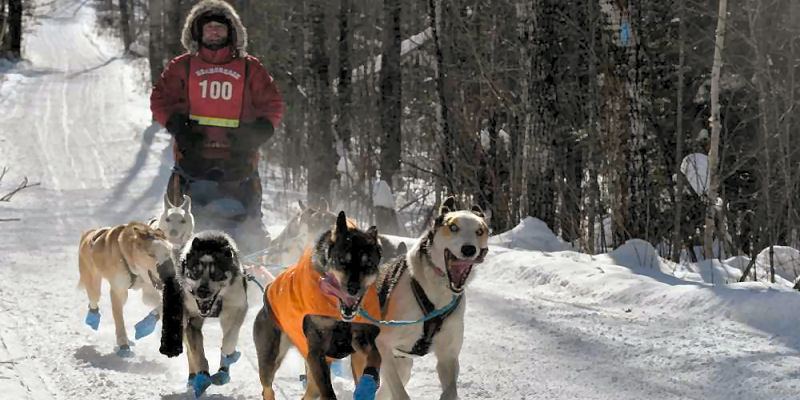 northernwolf iditarod rookies 2027 travis vanderhoof