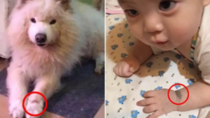 Samoyed birthmark