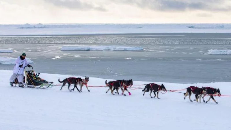 What Happened to Jessie Holmes Dog Rosie: Shocking Truth Revealed