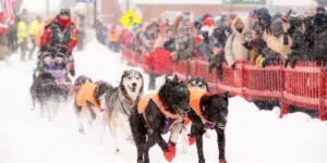 Northernwolf iditarod rookies 2026 jaye foucher 001