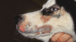 Zinc deficiency in sled dogs northernwolf huskies